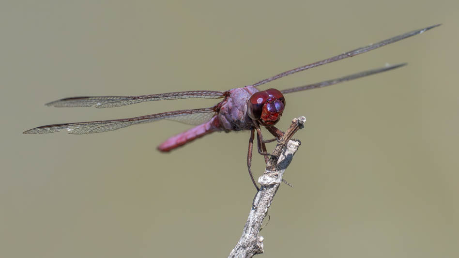 Orthemis ferruginea (Roseate Skimmer)-3.jpg